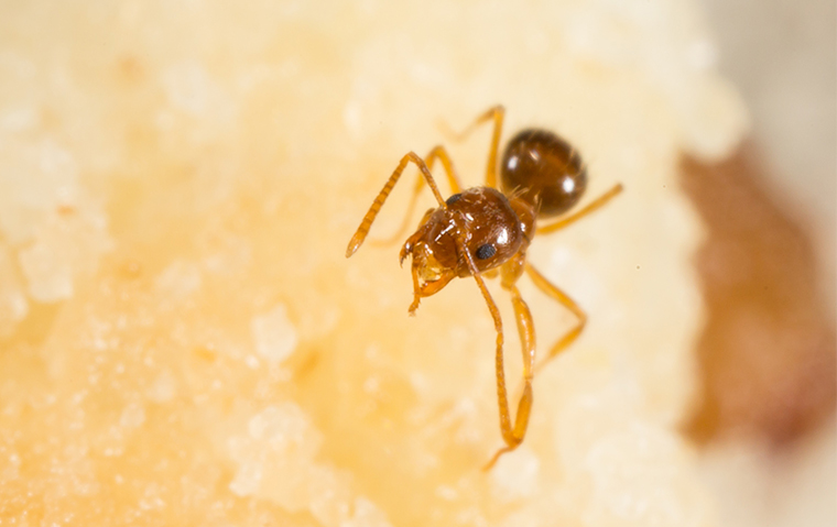 a crazy ant crawling on cake in a home in jacksonville florida