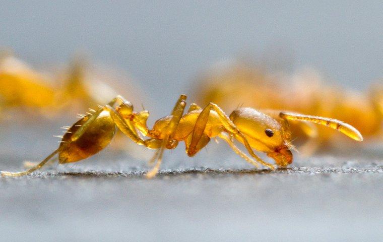 a pharaoh ant crawling in a kitchen