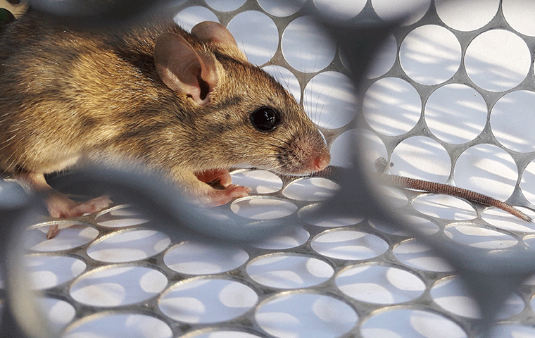 rat caught in cage