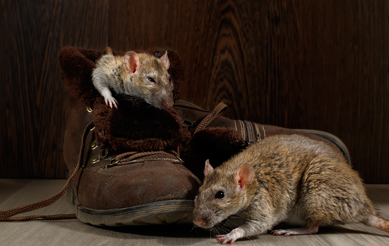 rodents inside shoe