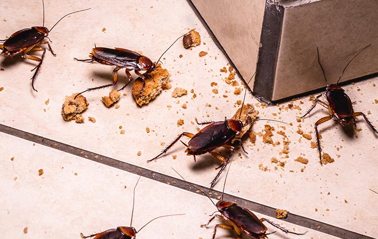 cockroach on tile