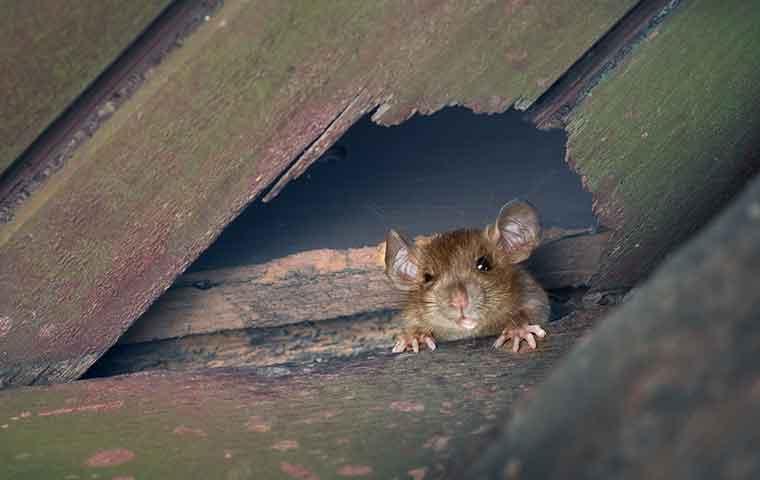 a rat in an attic