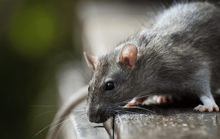 rodent in a shed