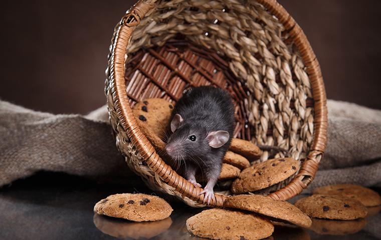 rodent in basket