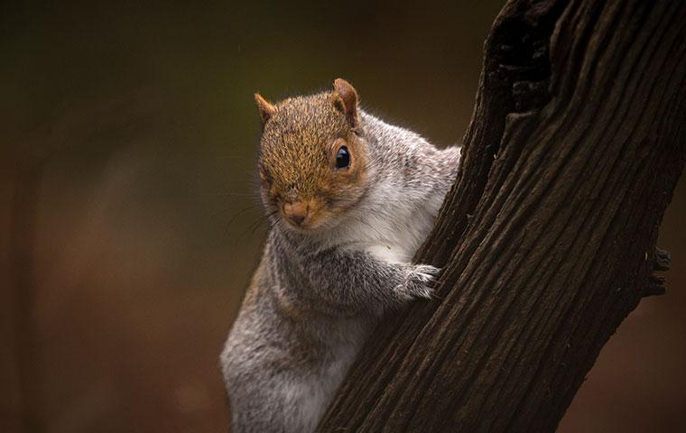 a squirrel crawling on a log