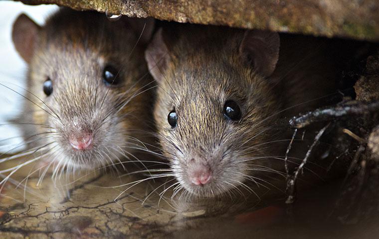 two mice hidding in a home in hilliard florida