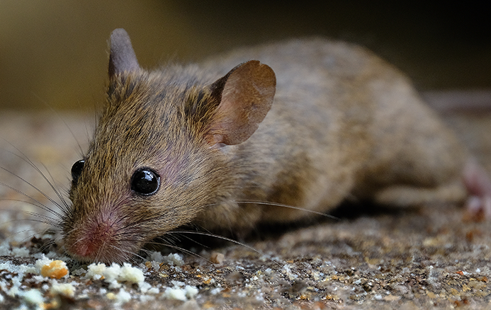 rodents on gravel