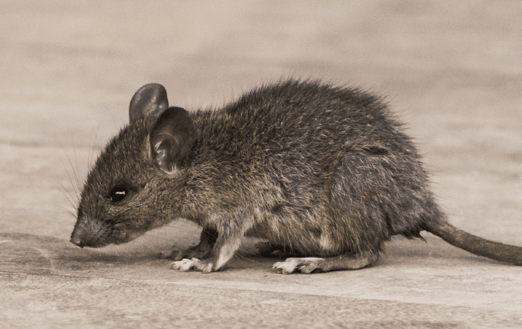Professional Rodent Control In Jacksonville, FL | Lindsey Pest Services