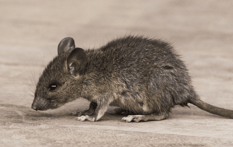 a house mouse in the attic of jacksonville florida home