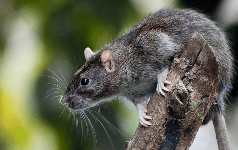 a roof rat on a tree branch in jacksonville florida