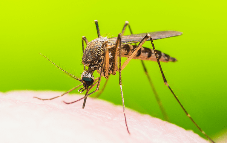 a salt marsh mosquito biting a person in palm valley florida