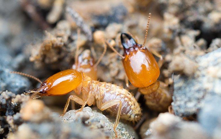 termites crawling on chewed wood in a home in sawgrass florida