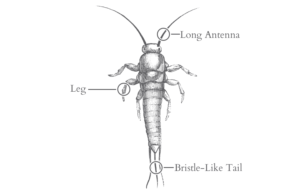 an illustration of a silverfish