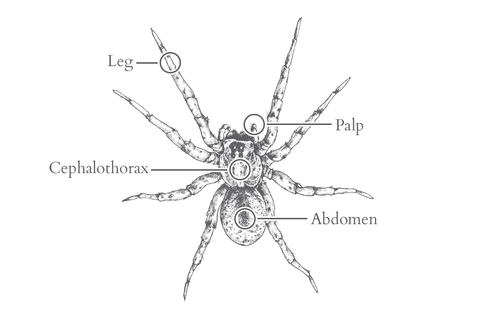 an illustration of a spider