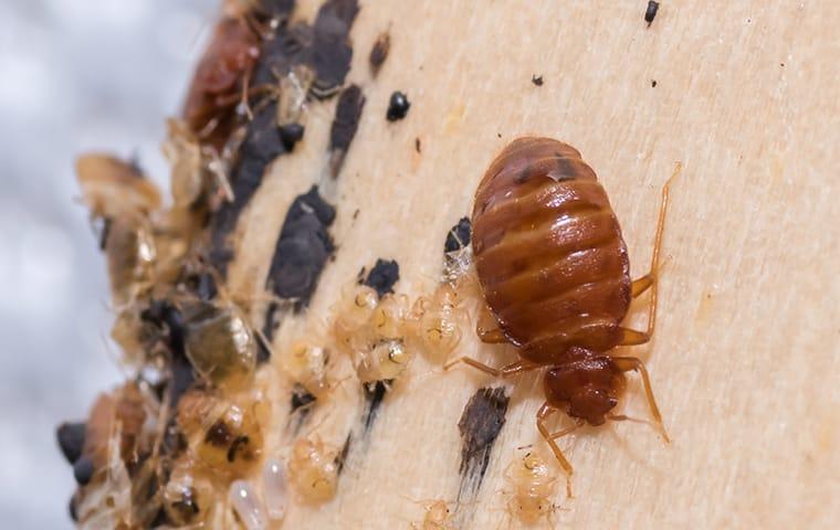 bed bugs in a st augustine beach florida home