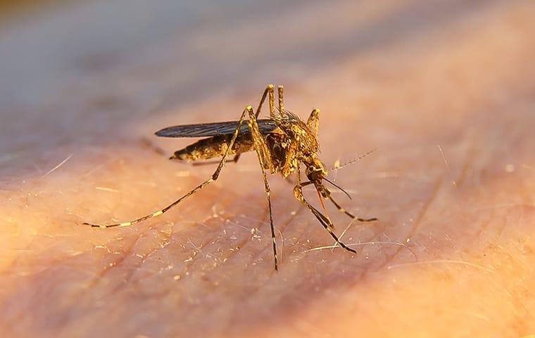 a mosquito biting a st augustine beach florida resident