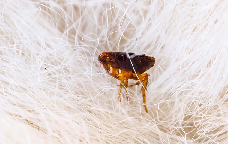 flea crawling in hair