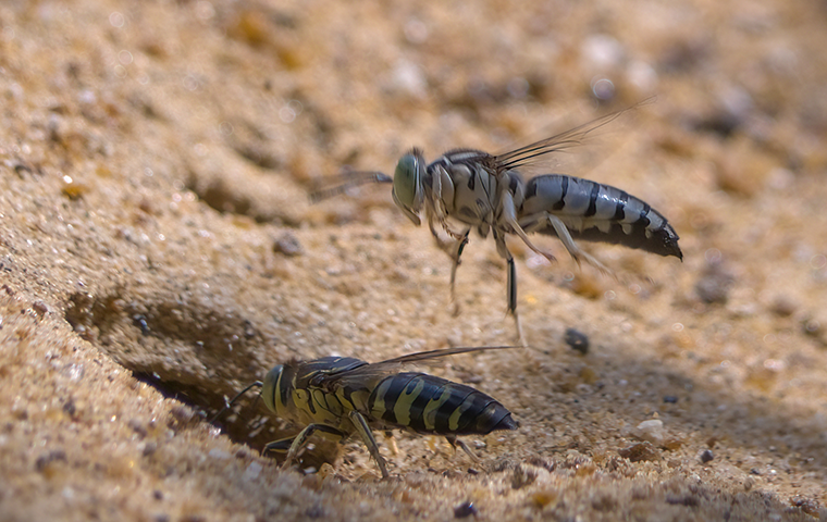 stinging insects