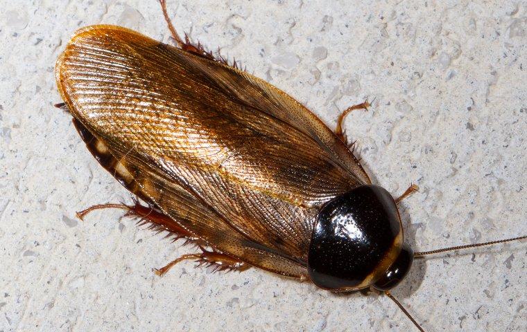 surinam cockroach on concrete wall