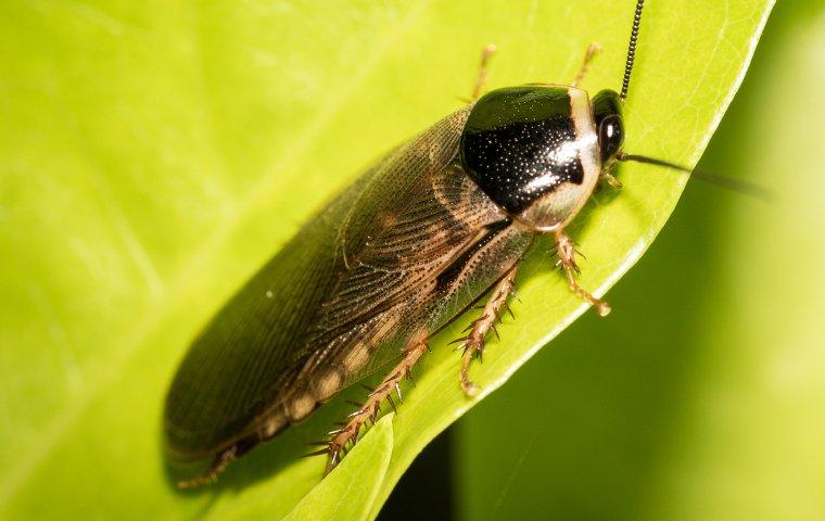 surinam cockroach on house plant