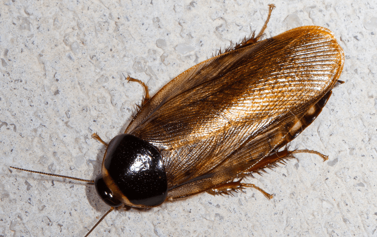 a surinam cockroach in a home in jacksonville beach florida