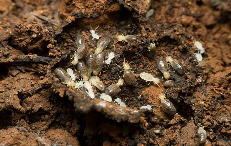 many termites on the ground