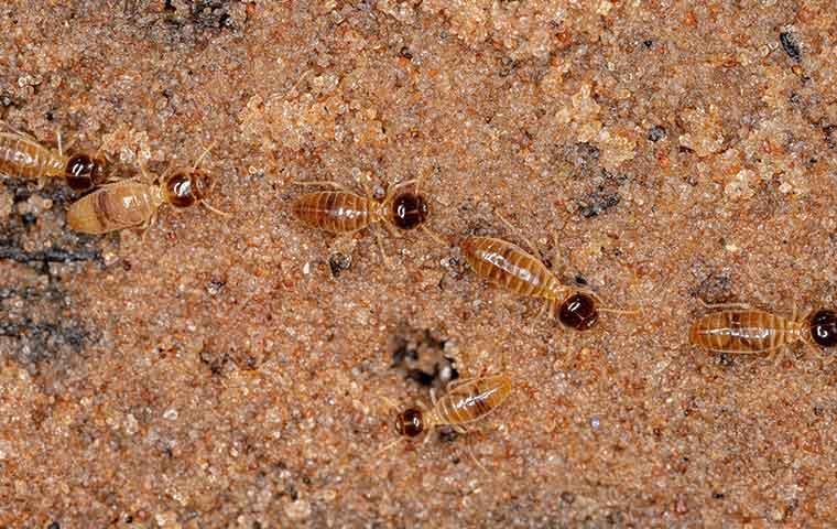 many termites on the ground