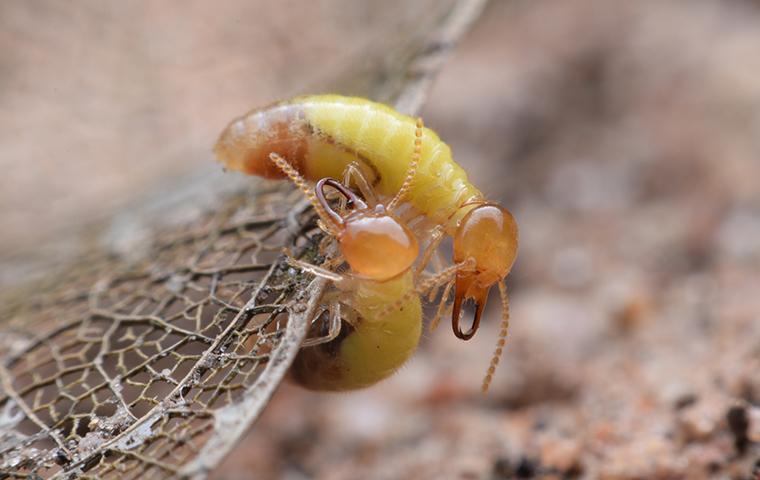 a termite on a leaf