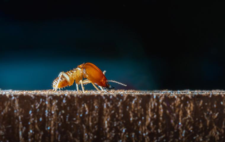 a termite crawling on wood