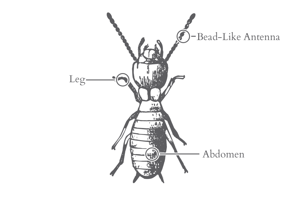 an illustration of a termite