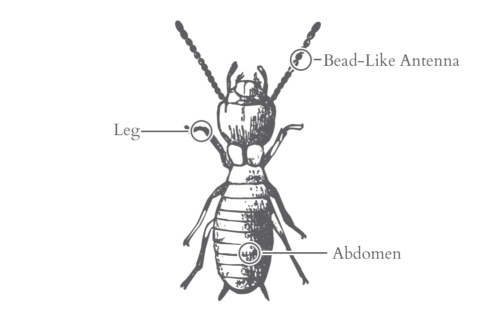 Termite Identification In Jacksonville Fl Lindsey Pest Services