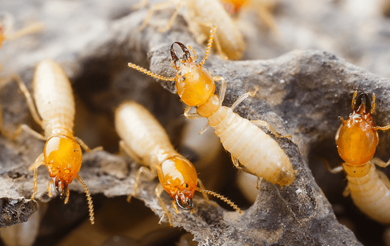 termites on amelia island