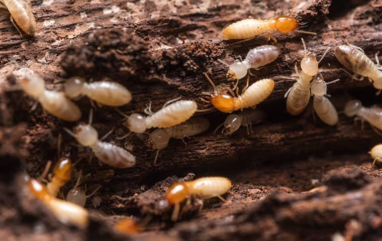 many termites damaging wood in a fleming island florida home