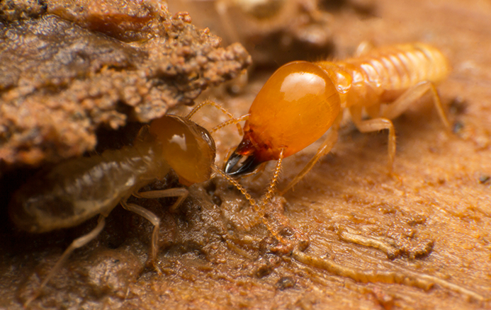 termites in ground