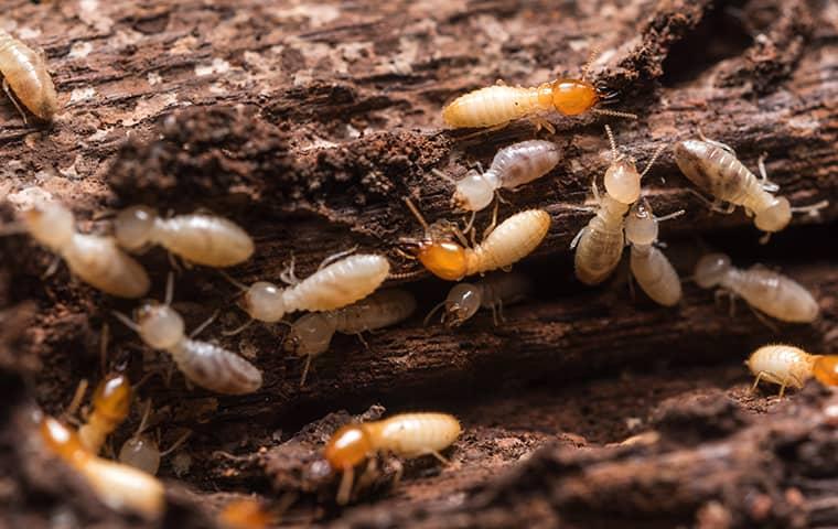 many termites crawling on damaged wood at a home in lakeside florida