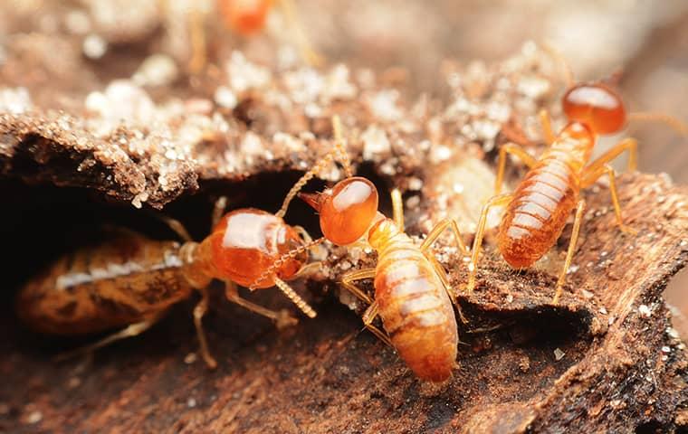 many termites crawling on damaged wood in san marco florida