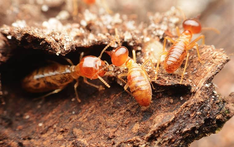 many termites crawling on damaged wood at a home in saint augustine florida