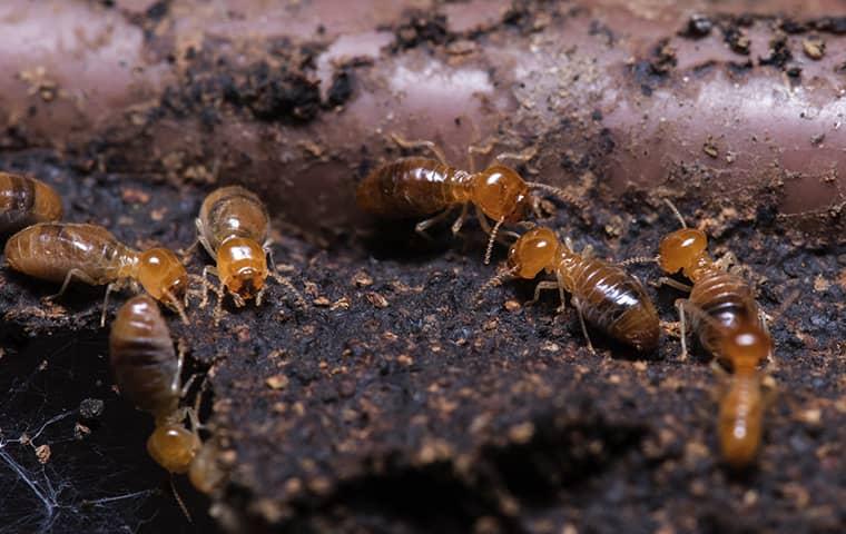 termites crawling on damaged wood at a home in saint johns florida