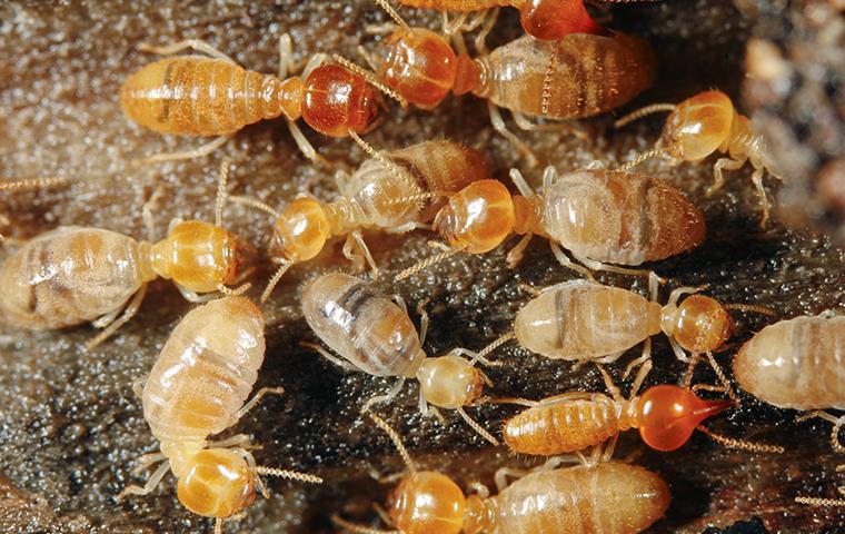 close up of termites