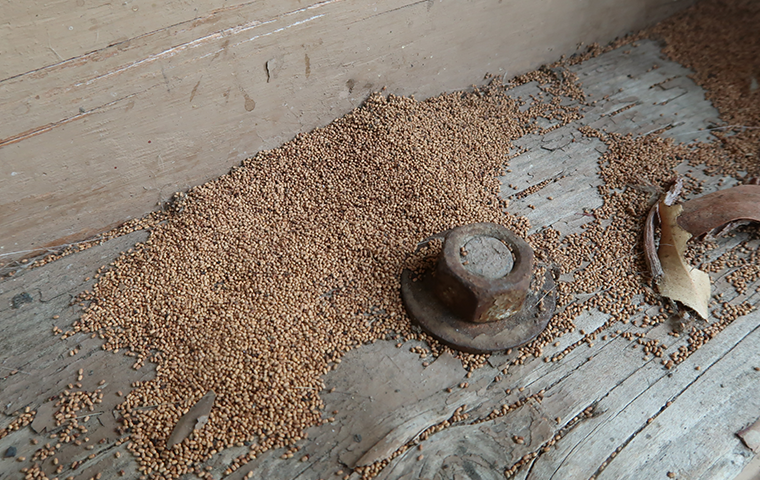 termite inspection on home