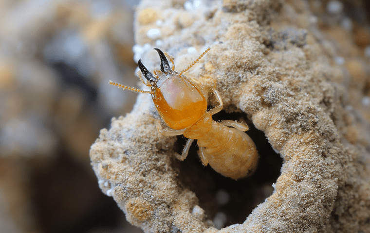 a termite infesting wood in a florida yard