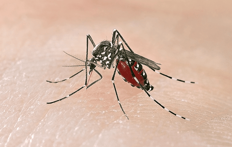 an asian tiger mosquito 