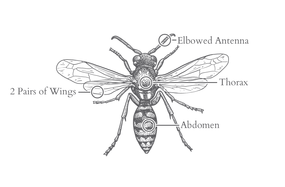 an illustration of a wasp
