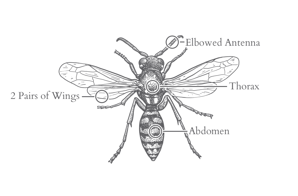 Wasps Attack In Order To Defend Their Nests an illustration of a wasp