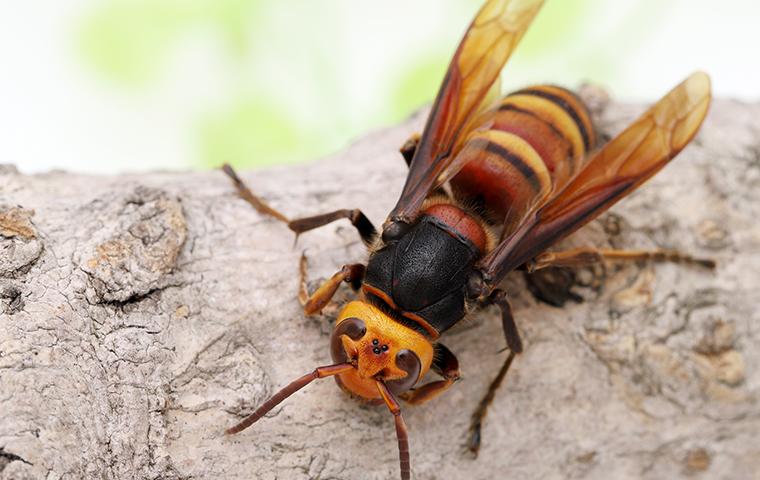 close up of wasp