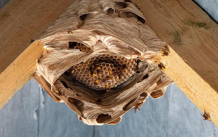 hornet nest up close