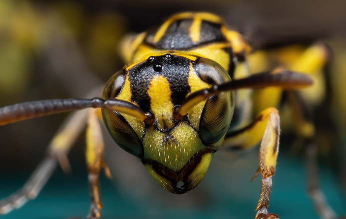 close up wasp face