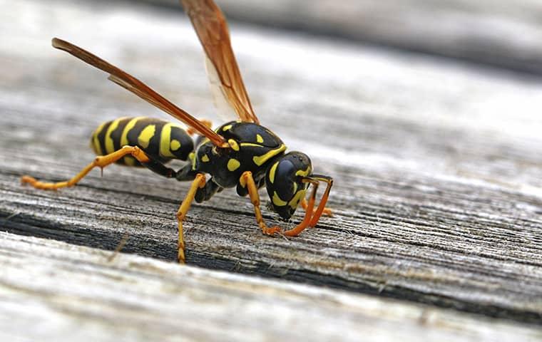 a wasp outside of a home in saint augustine florida