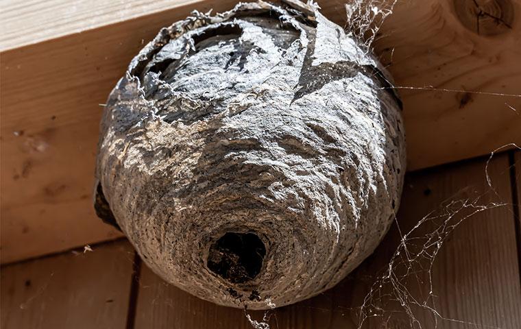 a wasp nest up close