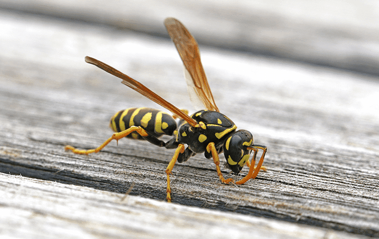 a wasp crawling on a porch in fruit cove florida